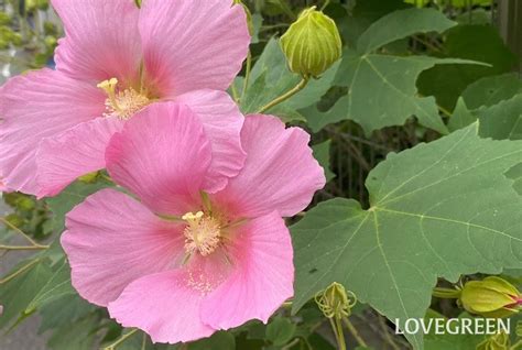 芙蓉樹|フヨウ（芙蓉）とは？育て方・栽培方法